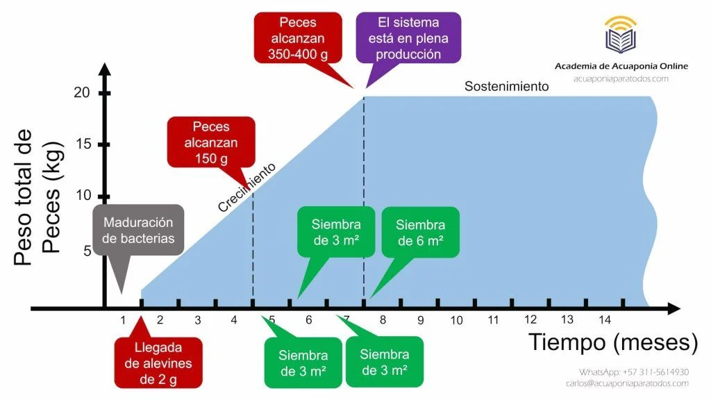 Maduración del sistema acuapónico