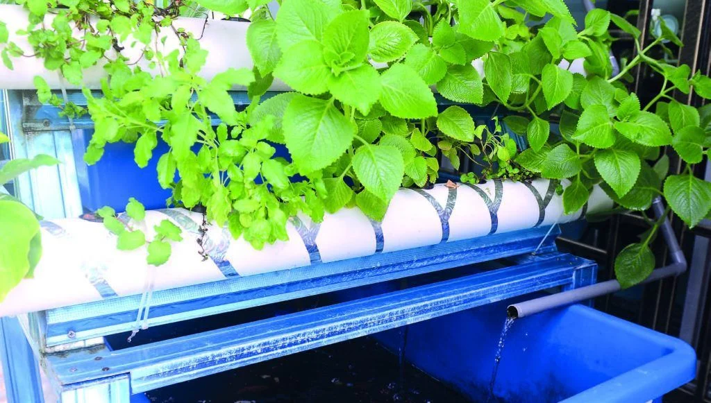 Acuaponía a gran escala en Malasia